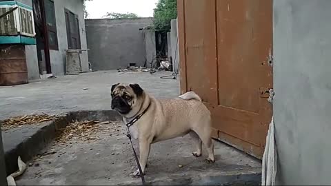 Pug dog barking and aggressive