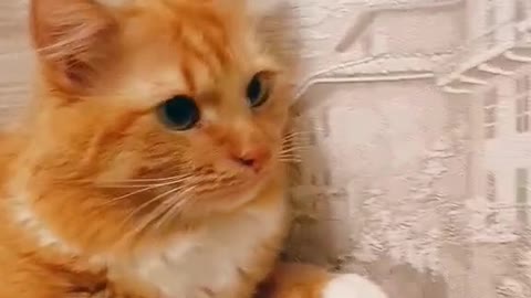 The Internet's Funniest Cat Video is Here