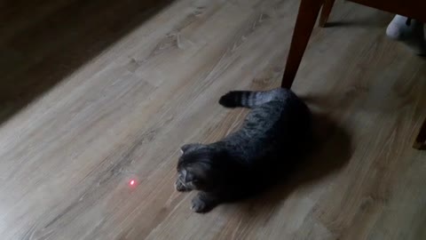 laser and kitten