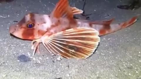 Flying gurnard