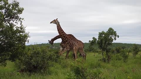 Giraffes Fighting