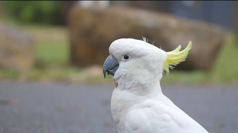 Nature and Wildlife Video - Bird and Animal is Beautiful Creature on our Planet