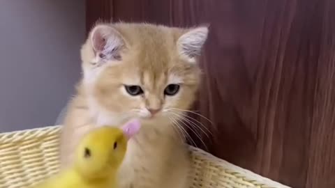 cute pets very very cute The life of ducklings and cute cats. Very interesting