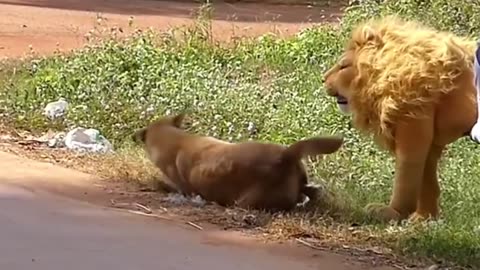 fake Lion and Fake Tiger Prank To dog & Huge Box Prank to dog So Funny