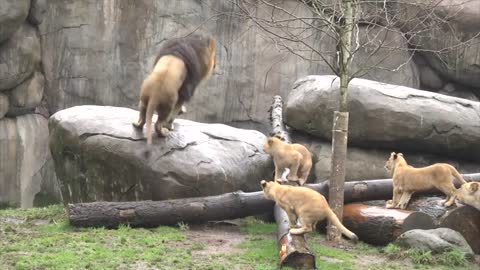 Lion cubs meet dad