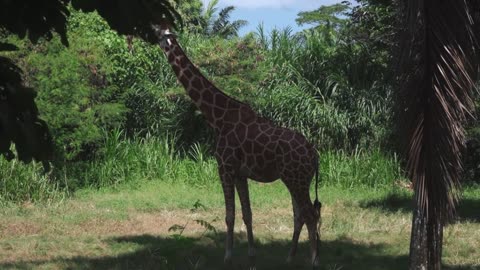 Our Planet 4K African Wildlife - Great Migration from the Serengeti to the Kenya (awesome animals)