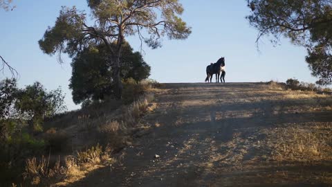 Wide shot of black purebred stallion on hill with slim horsewoman dismounting in slow motion