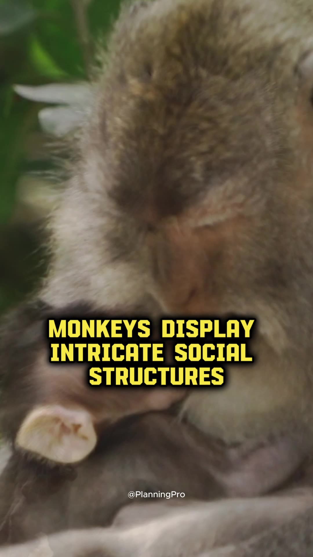 Monkey Magic: A Peek into Primate Lives 🐒 #shorts #monkey