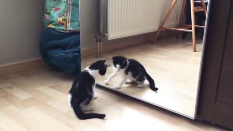 Funny Cat And mirror Video | Funny video