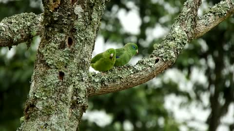 Perroquet dans la nature très joli