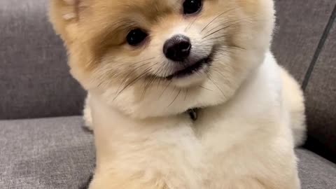 Cute smart dog 🐶🐕