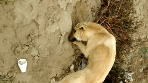 Smart Dog hiding his food for the future