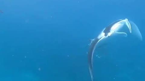 Magical manta encounters on the reef off Heron Island ✨⁠