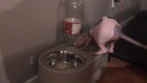 Sphynx having fun in water