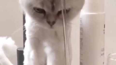 Cute Cat Playing With Running Water