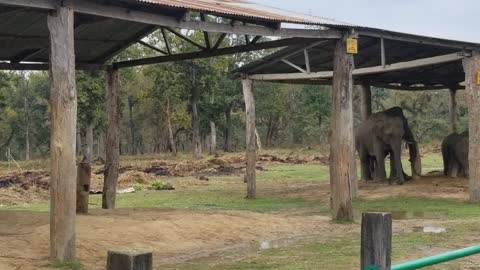 wild elephant mating domestic elephant.