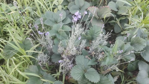 Lavender in strawberries