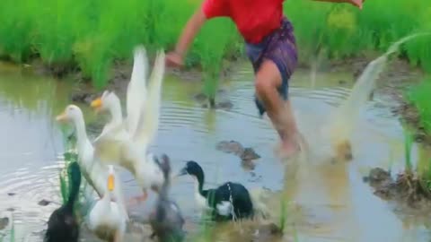 Women find Vegetables for food found Ducks & egg Duck