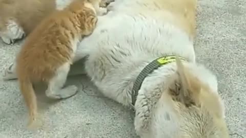 dog & cat funny shorts videos 2022 #funny #funnyvideo #animals #cat #dog #animalsfunnyvoice