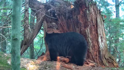 Bear stops right in front of my trail camera.