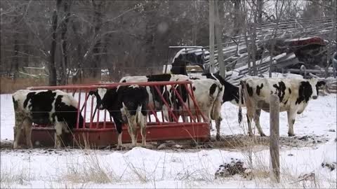 Some Cows paying Attention