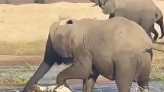 Female Elephant kills crocodile #shorts #wildlife