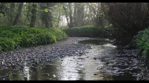 Peaceful Forest Ambience with Sounds of Nature