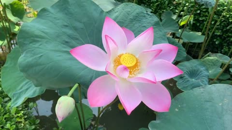 The beauty of a blooming Lotus Flower -Relaxing music -Keindahan Bunga Teratai yang sedang mekar