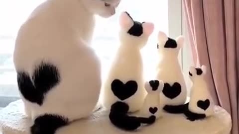 Lovely Cute Cats Family Funny Cats Cute Cats Videos