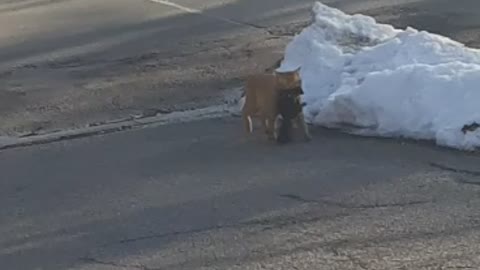 nothing to see here just a cat hunting down a squirrel for dinner