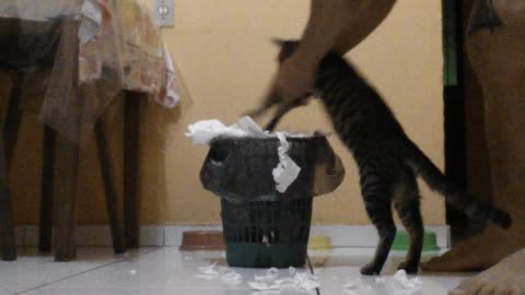 Cat Cleans His Mess