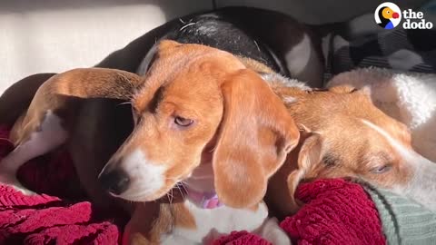 Shaking Beagle Rescued From Lab Becomes So Playful _ The Dodo Foster Diaries