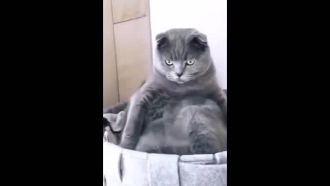 Funny cat videos.