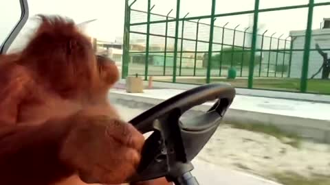 Driving to the banana store