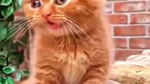 funny cats funny dogs animals videos #111