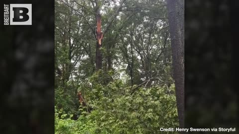 IT'S TREE-ASON THEN! Tree Section SPLITS, Falls in Man's Backyard