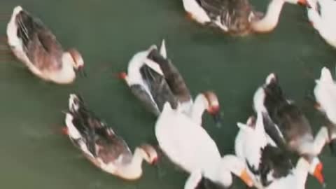 Bangladesh Duck with river