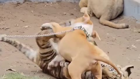 Tiger and dog fight