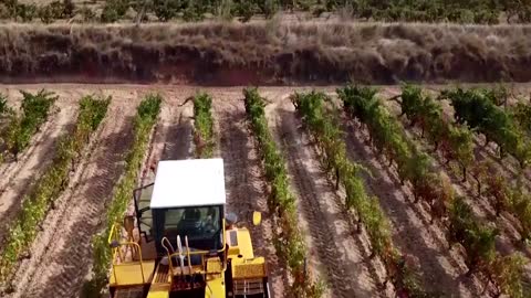 Old vines could adapt to climate change