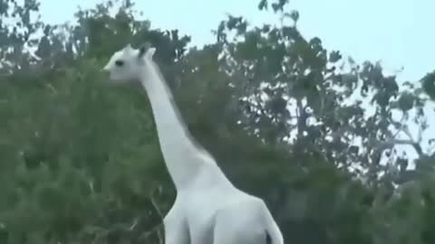 Wow look at this beautiful albino giraffe.