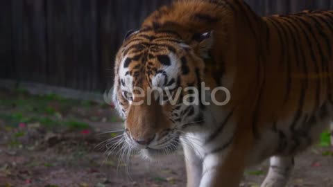 SIBERIAN TIGER #1