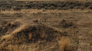 Yakima Desert