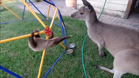 Baby Sloths Being Sloths