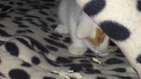 Fringes the kitten enjoying first solid food