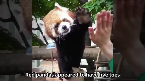 Cute and Funny Moments with 🥰 Red Panda Compilation : 12 Interesting Facts about Red Panda