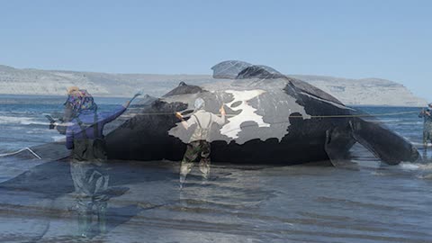 13 whales found dead off the coast of Argentina