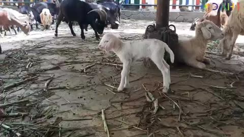 Goats cute | sheep eating cutes|