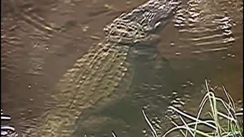 This crocodile looks like a rock