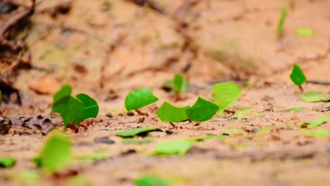 Leaf cutter ants