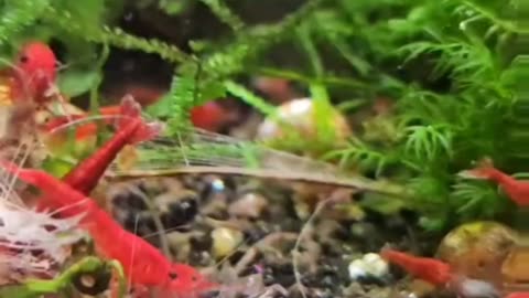 Bloody Mary Neocaridina